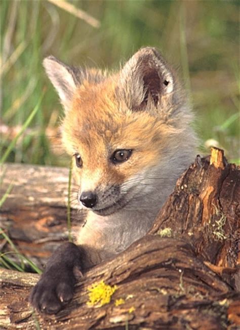 10 Interesting Red Fox Facts My Interesting Facts