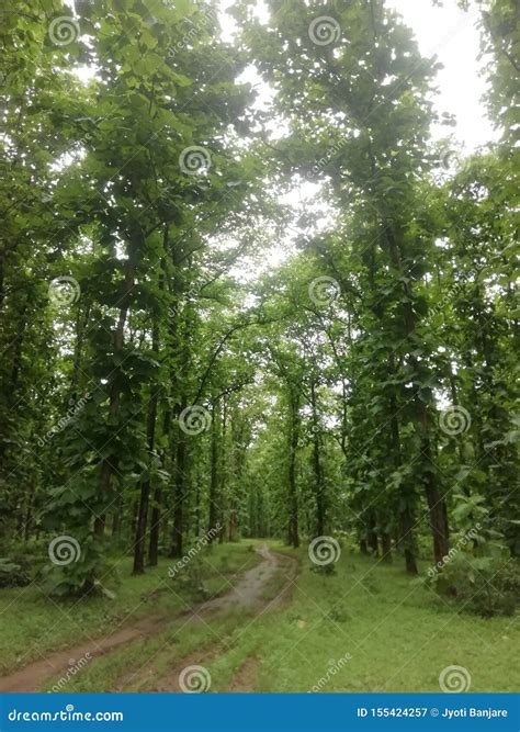 Beautiful Jungle Trees Roadside Trees Image Stock Image Image Of