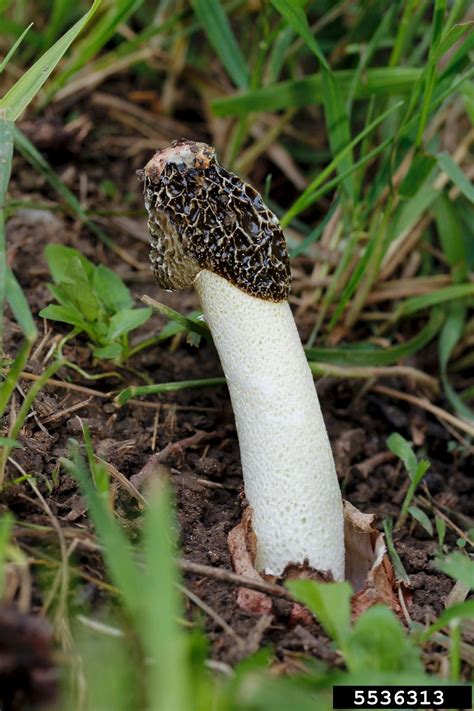 Stinkhorn Mushroom Phallus Impudicus