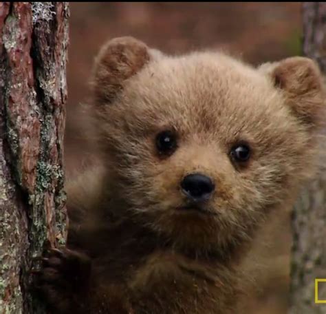 Baby Brown Bear Bonus Points For Looking Like A Toy Cute Creatures