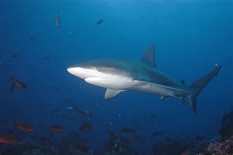 Galapagos Shark Galapagos Islands Flickr Photo Sharing