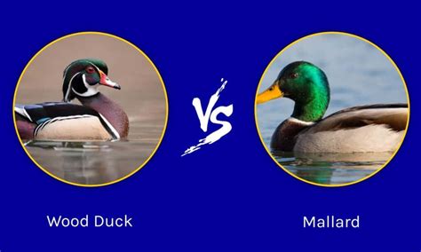 Wood Duck Vs Mallard What Are The Differences A Z Animals