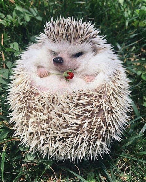 These Adorable Hedgehogs Dont Have A Care In The World Cute Little
