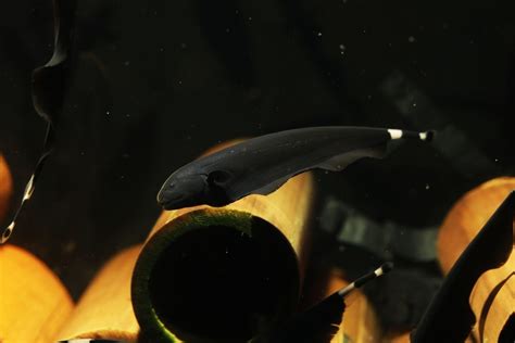 Black Ghost Knifefish Info Care Guide Pictures Hepper