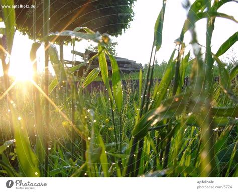 Morning Dew Sunrise Dew A Royalty Free Stock Photo From Photocase