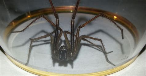 The Uks Scariest Spiders Snapped By Mirror Readers Mirror Online