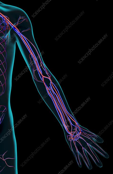 The Blood Supply Of The Upper Limb Stock Image F0013939 Science