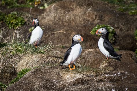 Puffin Safari In Nuuk Meet The Colorful Birds Guide To Greenland