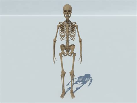 Human Skeleton 3d Model Realtime 3d Models World