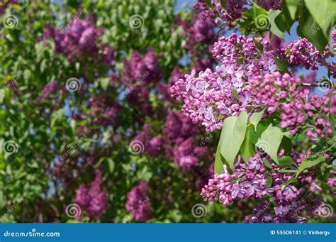 Lilac Selective Focus Stock Image Image Of Blown Gentle 55506141
