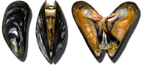 Fichiermoules Miesmuscheln Mussel — Wikipédia
