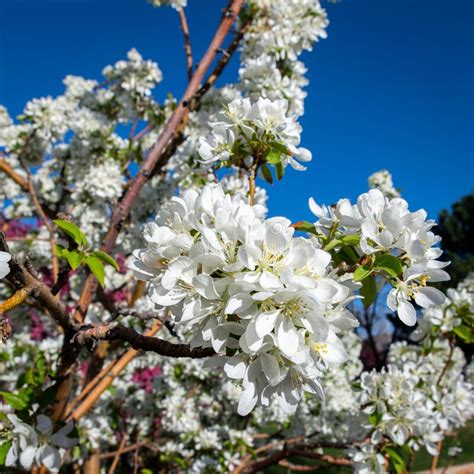 Beautiful Flowering Crabapple Tree White Flowers Stock Photo Image