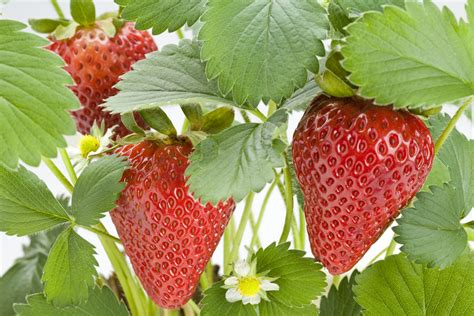 Chandler Strawberry Plant - Ison's Nursery & Vineyard