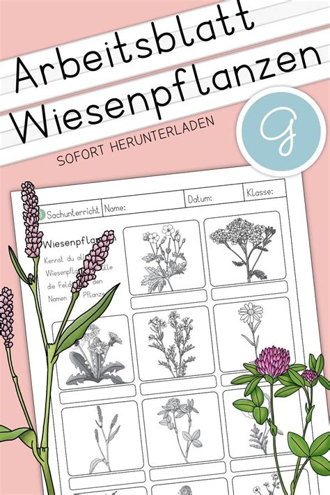 Wiesenpflanzen Bestimmen Grundschule Unterrichtsthemen Vorschullieder