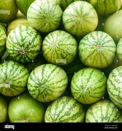 Watermelon Stock Photo Alamy