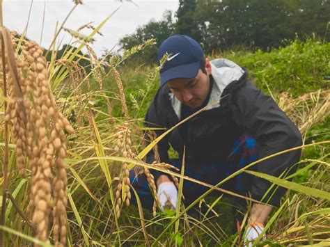 Rice Harvest