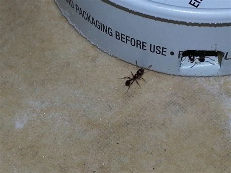Learn more about yellow ants, ghost ants in florida, facts about pharaoh ants florida residents should know and most importantly, how to get rid of as a homeowner in florida, you realize that you share your property with a number of ant species. Ants In Kitchen - Pest Control - DIY Chatroom Home ...