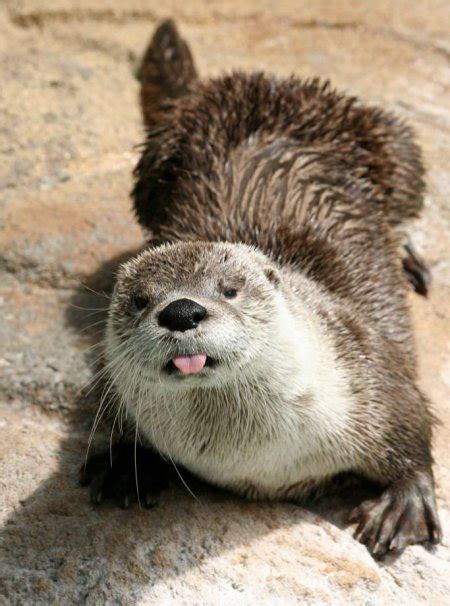 Последние твиты от cute otters (@dailyotters). 46+ Cute Otter Wallpaper on WallpaperSafari