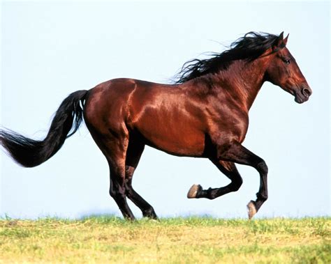 Running Horse Wallpapers Hd Wallpapers 2951