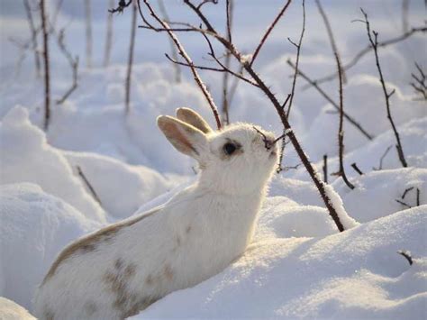 Pet Rabbits How To Tell If The Cold Is Too Cold For Your Pet Bunny