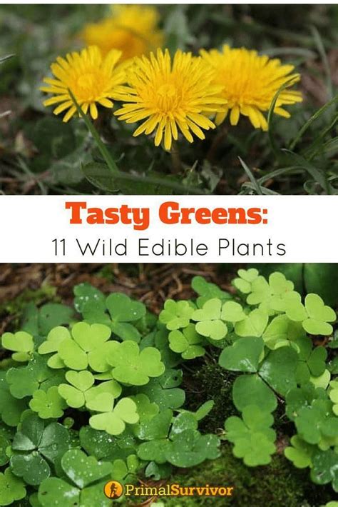 Tasty Greens 11 Wild Edible Plants For Survival Edible Wild Plants