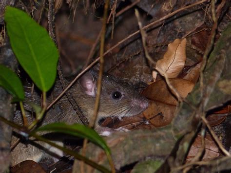 Life Of Plenty For Beech Forest Ship Rats Predator Free Nz Trust