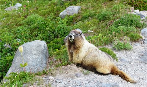Hoary Marmot Marmota Caligata Marmota Caligata Hoary Mar Flickr