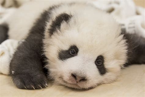 Twice As Cute Berlin Zoo Releases New Photos Of Panda Twins
