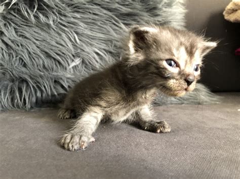 Siberian kitten chasing mum's tail. 5 Siberian-mixed fluffy kittens for adoption - Free ...