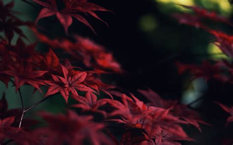 Red Leaves Tree Wallpapers High Quality Download Free