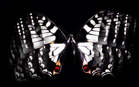 Black & White Butterfly wallpaper | other | Wallpaper Better
