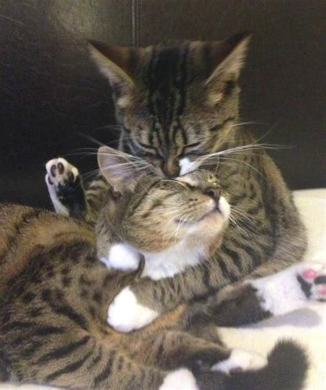 Cuddling Cats On Tumblr