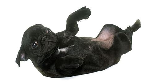 Do Pugs Like Belly Rubs And How To Tell If They Enjoy It