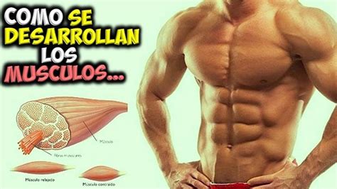 Pin En Como Ganar Masa Muscular Musculos78