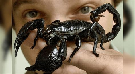 ¿por Qué El Veneno De Escorpión Es El Más Caro Del Mundo Experto Revela Precio Ciencia