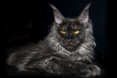 Black chausies with silver tipped fur (grizzle) occur; Pin on Maine Coon Cats