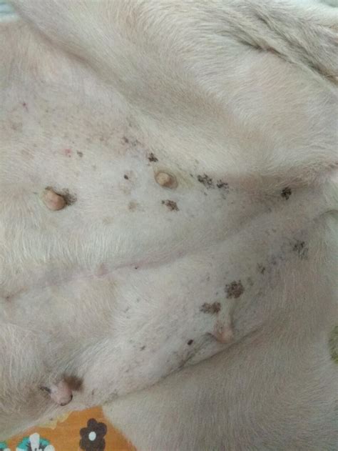 Why Does My Dog Have Black Spots On His Skin