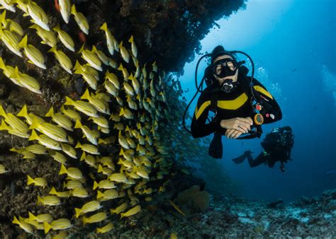 Diving With A Dive Guide Scuba Diver Life