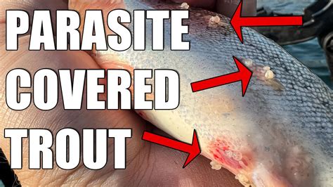 What Are Those Parasites On My Trout Youtube