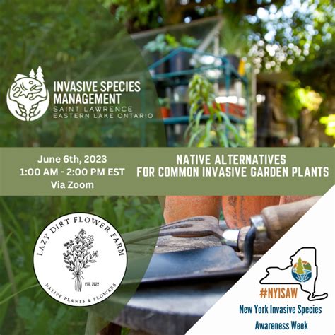 Native Alternatives To Common Invasive Plants New York Invasive Species Information