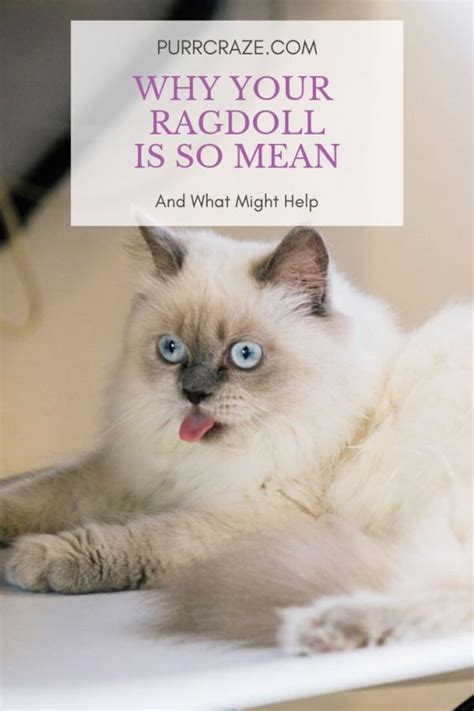 See more ideas about ragdoll cat, cats and kittens, ragdoll. Why Your Ragdoll Cat Is So Mean | Cats And Cat Care
