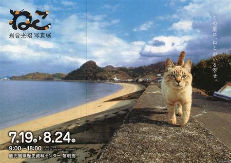 Mitsuaki Iwago Photo Exhibition Neko Cats Neko Cat Cats Animals