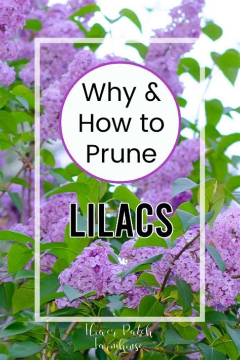 Lila Flowers With The Words Why And How To Prune Lilas