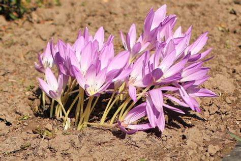 Christrosen blühen wenn andere frühlingsblumen noch tief in der erde schlummern und sind daher in den dunklen monaten ein willkommener farbtupfer im garten. Blütezeit: wann und wie lange blühen Krokusse ...