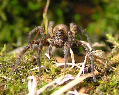 Chemicals can also be used to deal with wolf spiders, however at senske pest control, we always recommend consulting a professional spider control expert before exposing your home and families to chemicals. Wolf Spider Pesticide