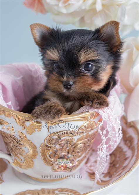 Adorable Teacup Yorkie Puppies In South Florida At Teacups Puppies