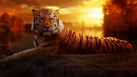 Animals Hd Images Photos Wallpapers Free Download 2018 Tiger Hd