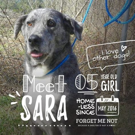 Sara Is In Urgent Need Of Her First Home Dogs Rescue Dogs Dog Adoption