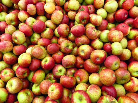 Apples Free Stock Photo Public Domain Pictures