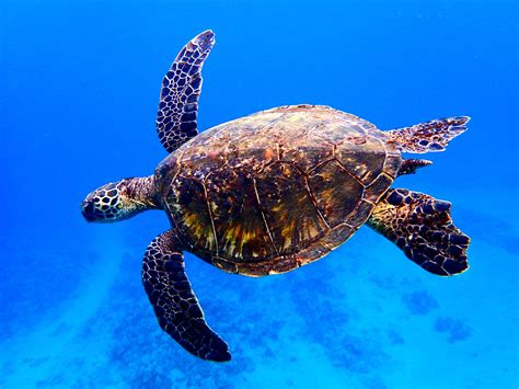 Interesting Facts About Baby Sea Turtles